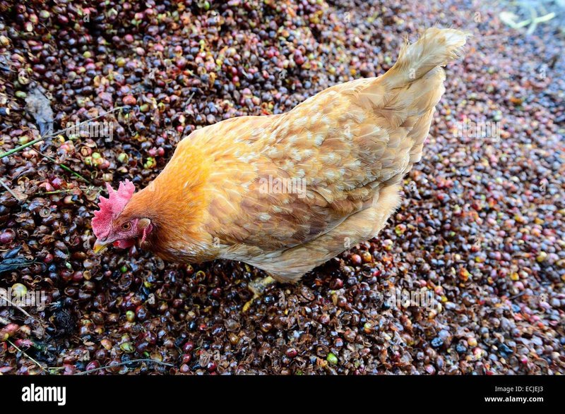 Descubre las Ventajas del Juego de Chicken Road en España in Spain